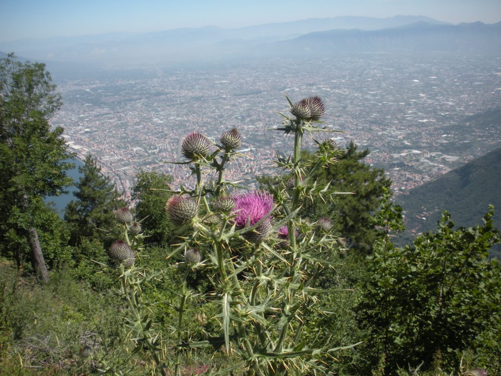 Cirsium lacaitae  / Cardo di Lacaita
